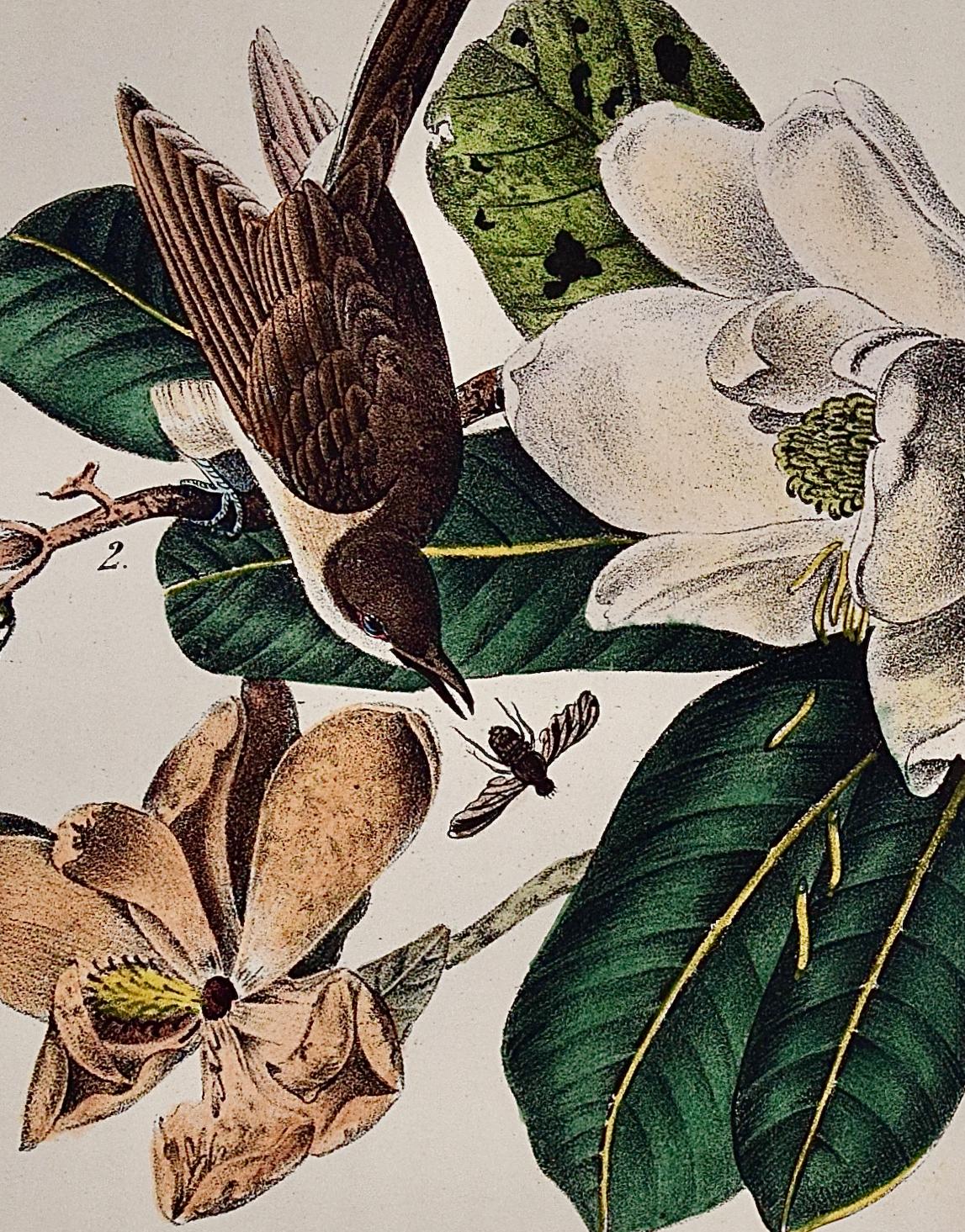 Cuckoo: An Original 1st Ed. Lithographie d'oiseaux colorée à la main Audubon  - Naturalisme Print par John James Audubon