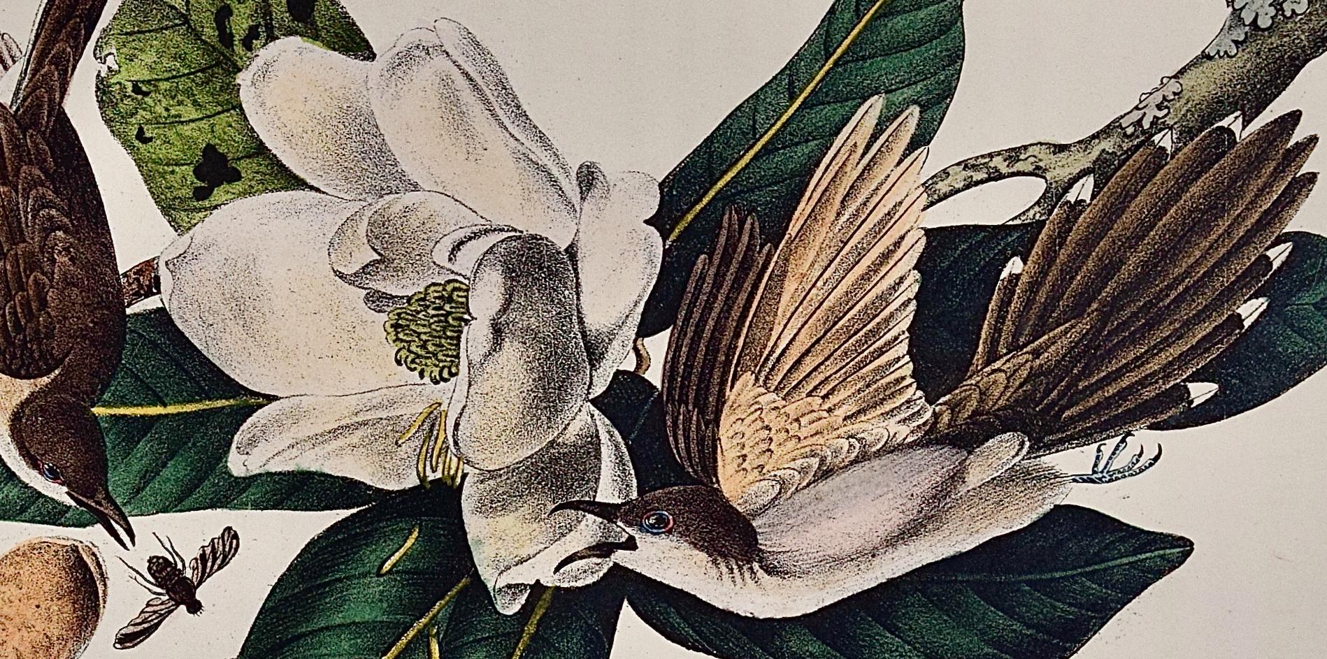 Cuckoo: An Original 1st Ed. Lithographie d'oiseaux colorée à la main Audubon  - Beige Landscape Print par John James Audubon