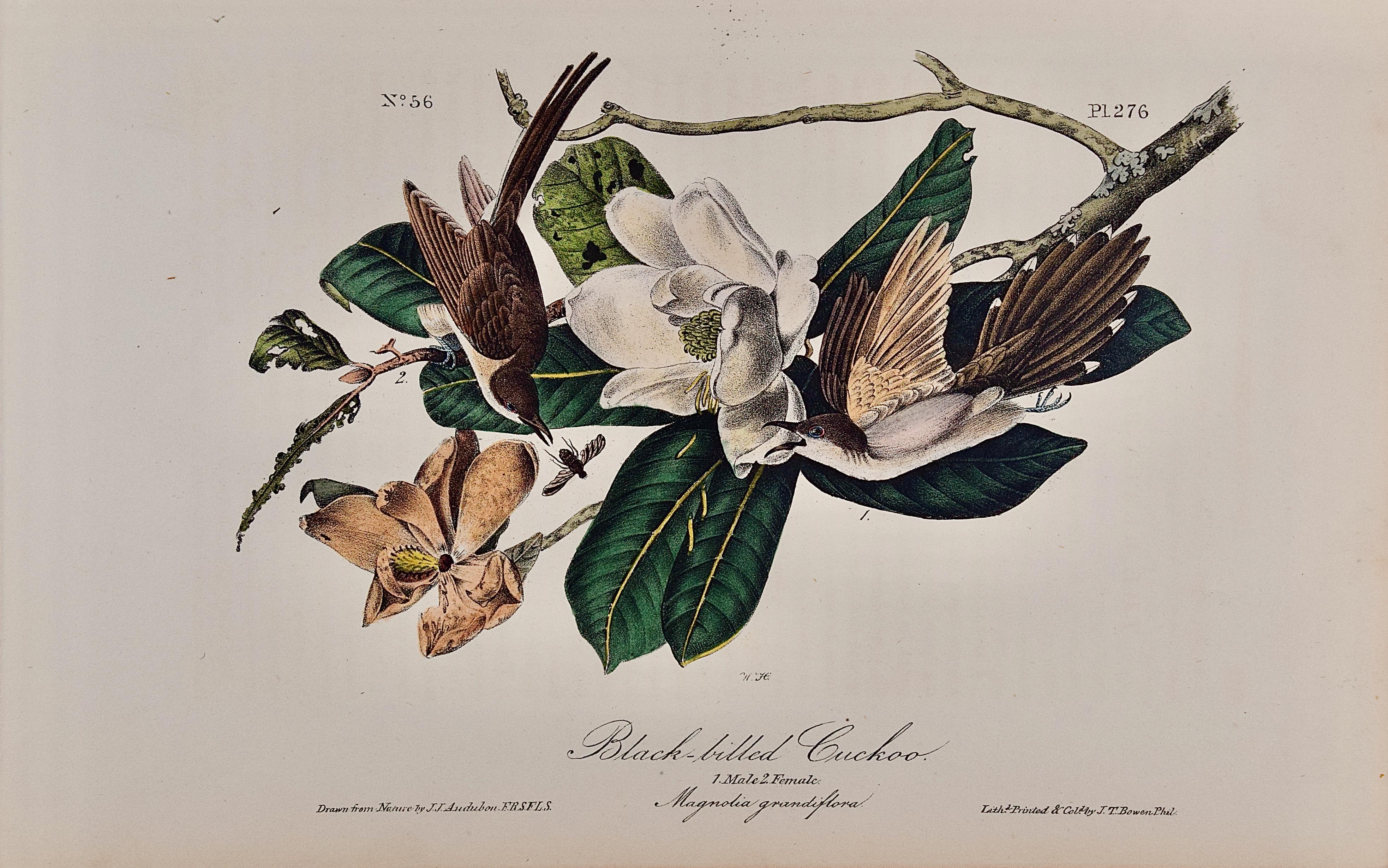 Landscape Print John James Audubon - Cuckoo: An Original 1st Ed. Lithographie d'oiseaux colorée à la main Audubon 