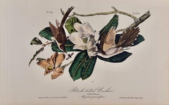 Schwarz gebleichter Cuckoo: Ein Original, 1. Auflage. Handkolorierte Vogellithographie von Audubon 