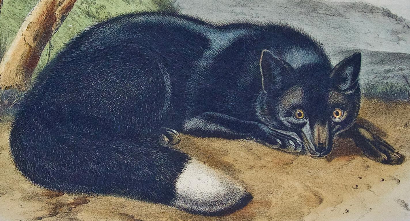 Black or Silver Fox: An Original 19th Century Hand-colored Lithograph by Audubon - Print by John James Audubon