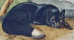 Black or Silver Fox: An Original 19th Century Hand-colored Lithograph by Audubon