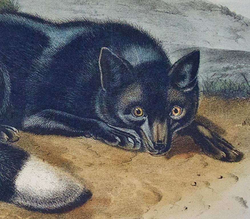 Black or Silver Fox: An Original 19th Century Hand-colored Lithograph by Audubon - Naturalistic Print by John James Audubon