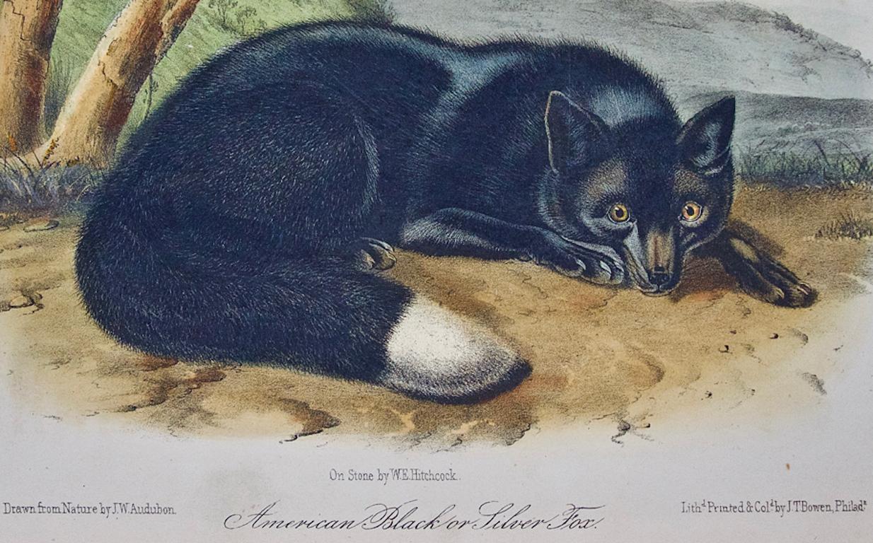 Black or Silver Fox: An Original 19th Century Hand-colored Lithograph by Audubon - Gray Landscape Print by John James Audubon