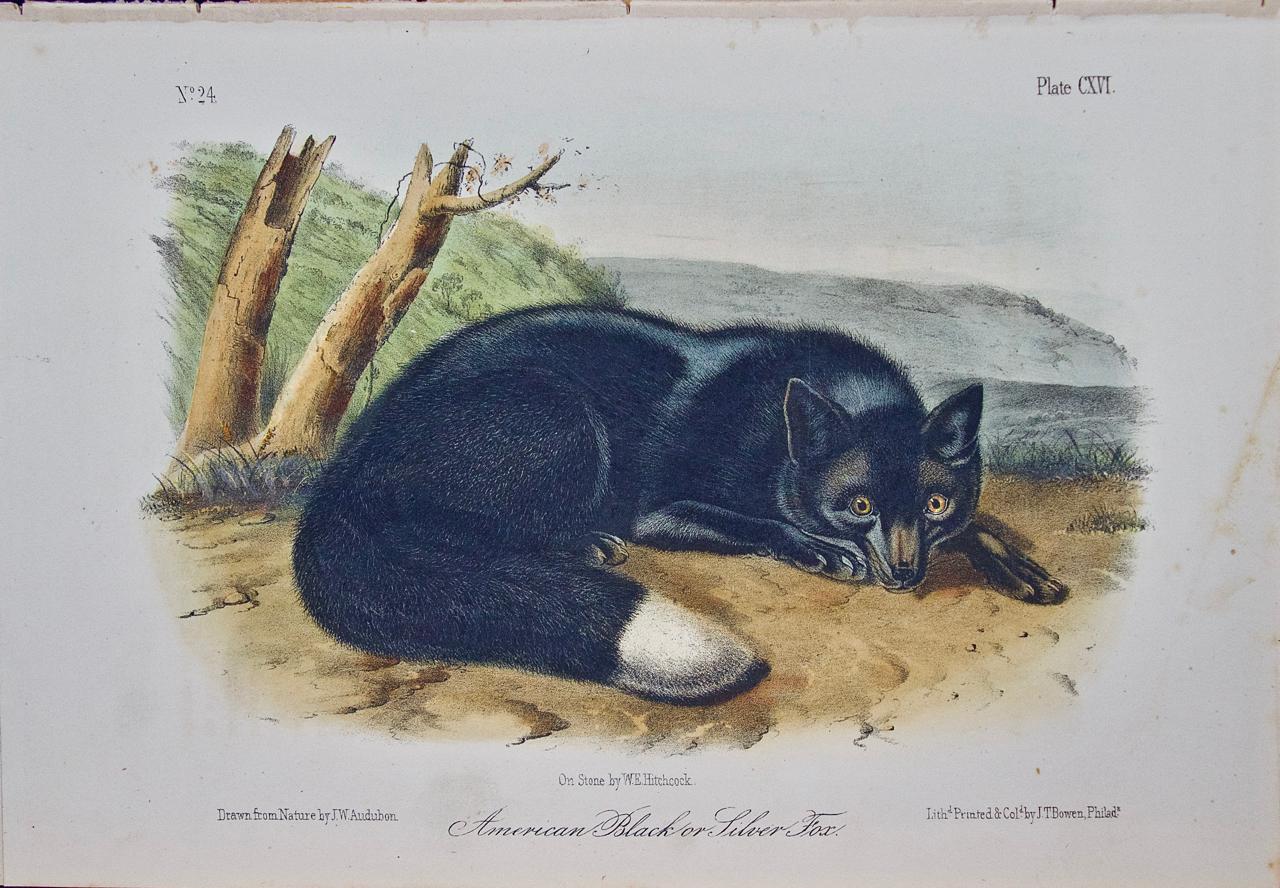 John James Audubon Landscape Print - Black or Silver Fox: An Original 19th Century Hand-colored Lithograph by Audubon