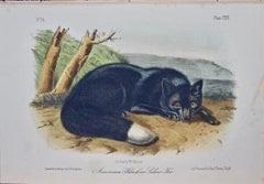 Black or Silver Fox: An Original 19th Century Hand-colored Lithograph by Audubon