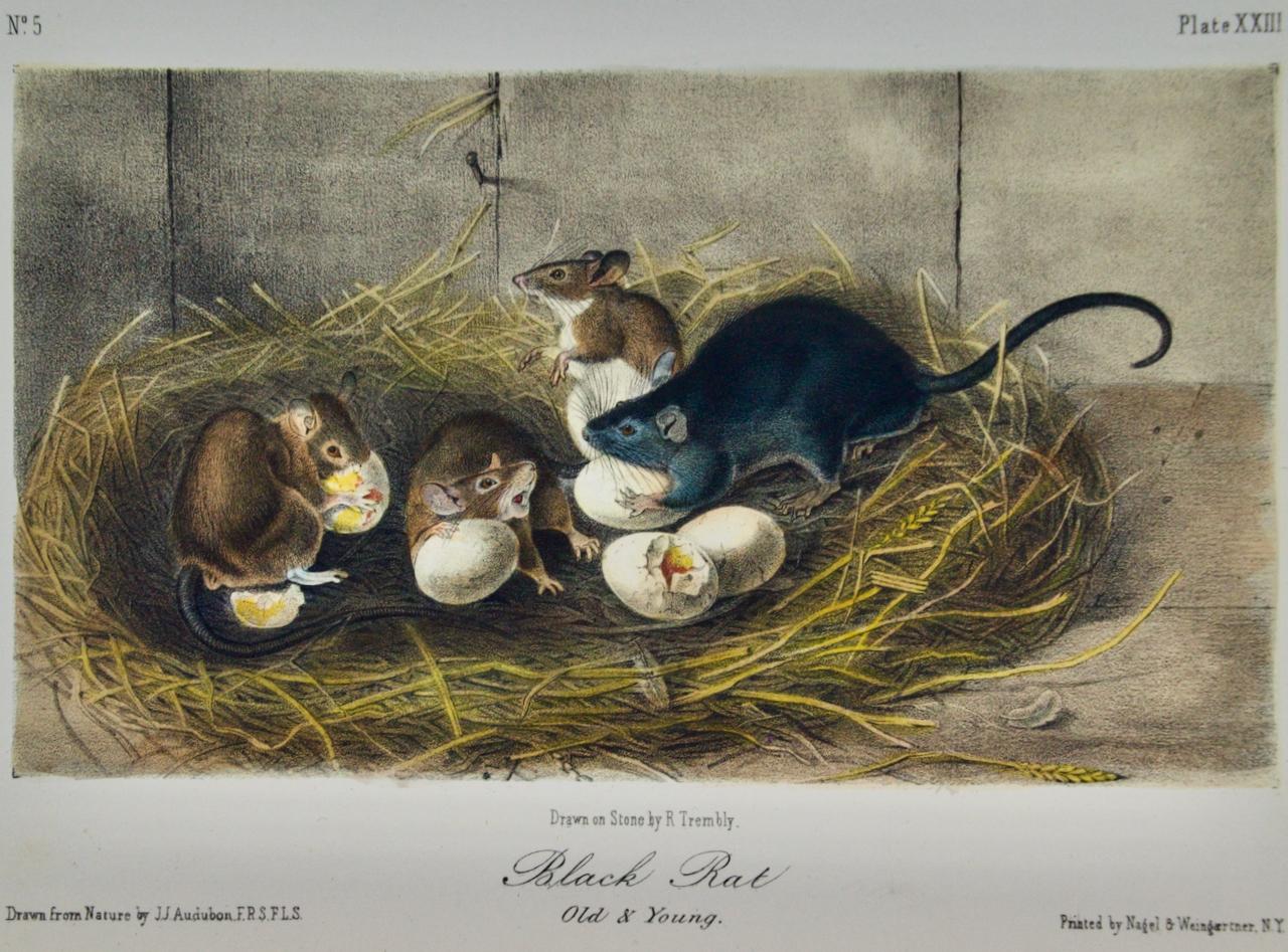 Black Rat, Old & Young: A 1st Octavo Edition Audubon Hand-colored Lithograph - Print by John James Audubon