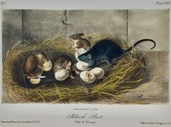 Black Rat, Old & Young: A 1st Octavo Edition Audubon Hand-colored Lithograph