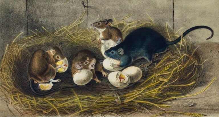 John James Audubon - Black Rat, Old and Young: A 1st Octavo