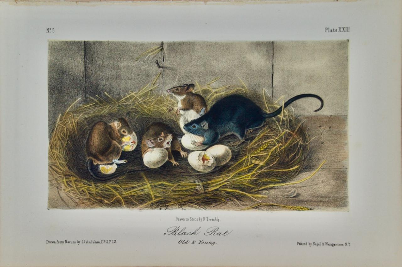 Animal Print John James Audubon - Rat noir, vieux et jeune : Une lithographie d'Audubon coloriée à la main, 1ère édition octavo