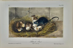 Black Rat, Old & Young: A 1st Octavo Edition Audubon Hand-colored Lithograph