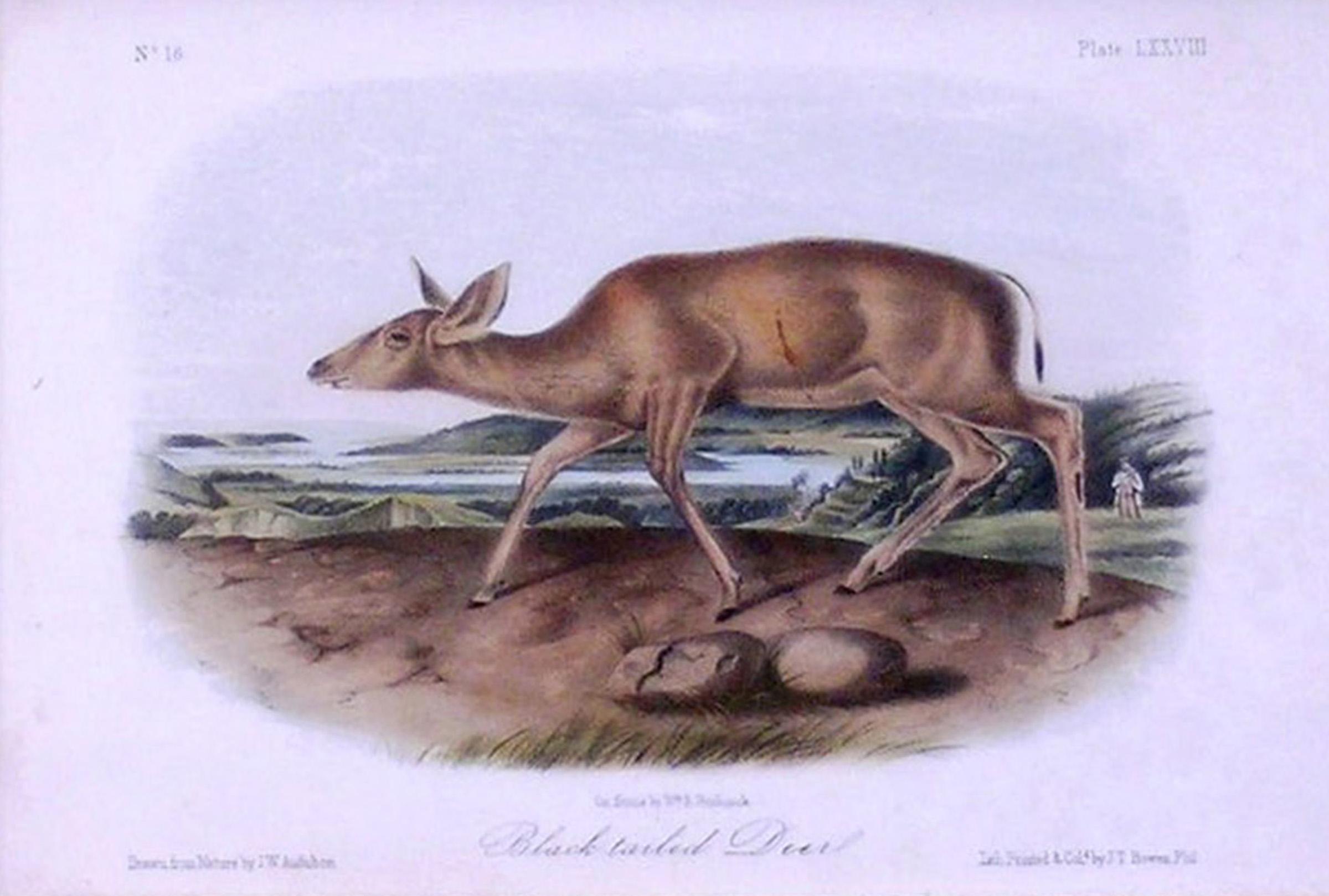 Black-tailed Deer 2