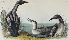Black-throated Diver: Original 1st Edition Hand-colored Audubon Bird Lithograph