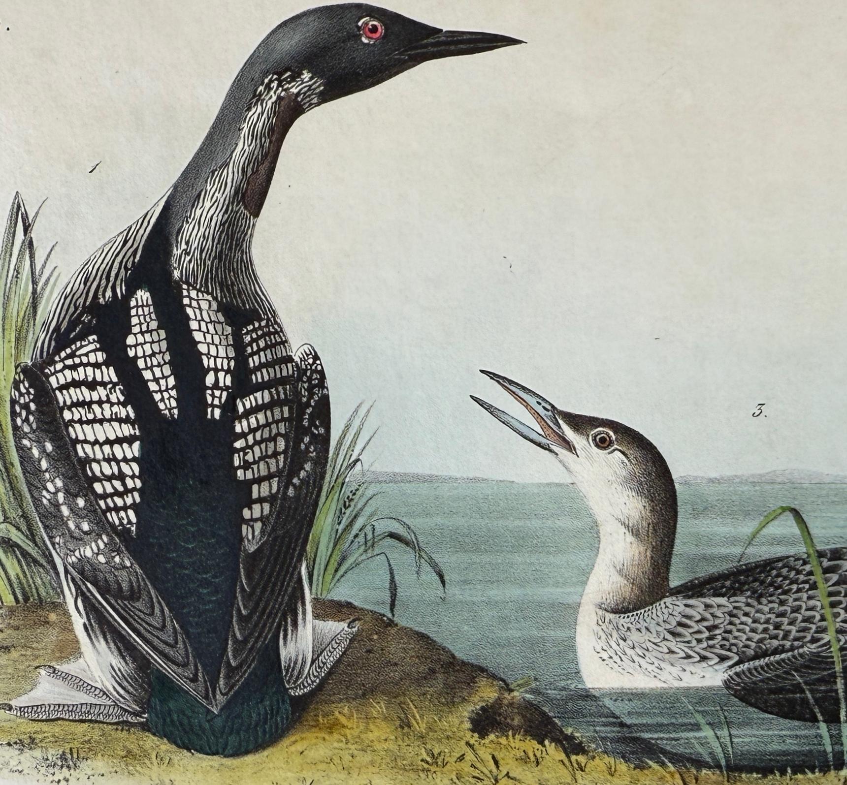 Plongeur à gorge noire : Lithographie originale de la 1ère édition d'Audubon Bird, colorée à la main - Naturalisme Print par John James Audubon