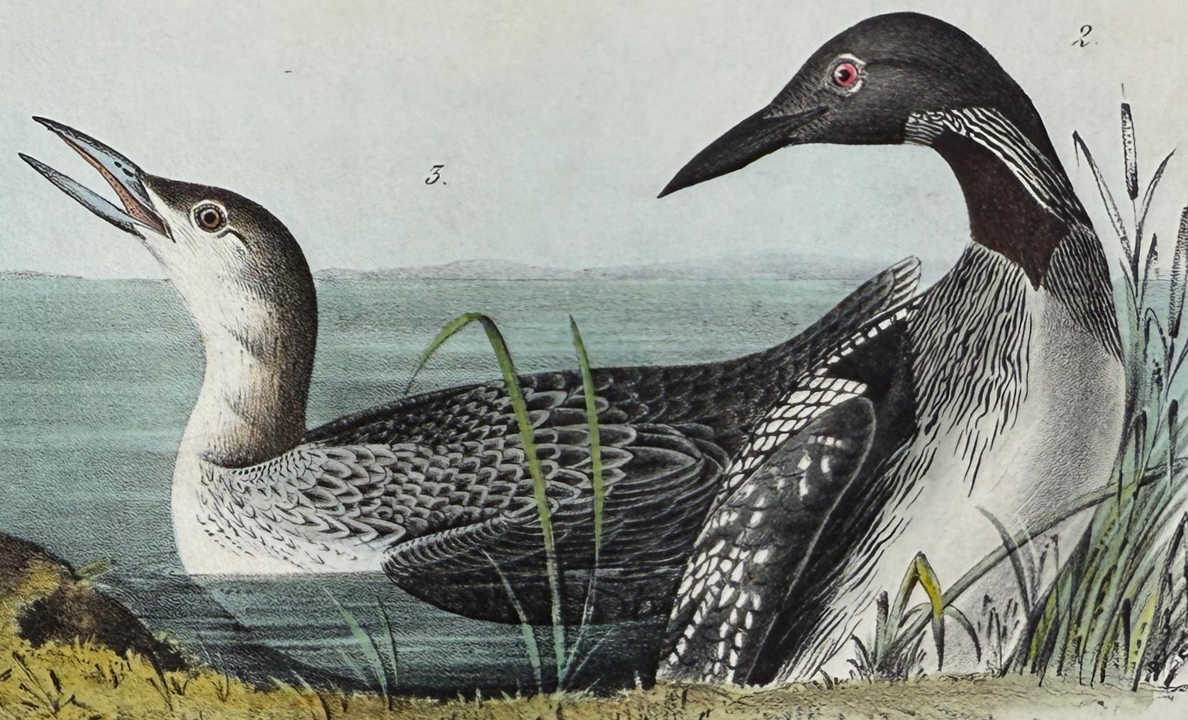 Plongeur à gorge noire : Lithographie originale de la 1ère édition d'Audubon Bird, colorée à la main - Gris Landscape Print par John James Audubon