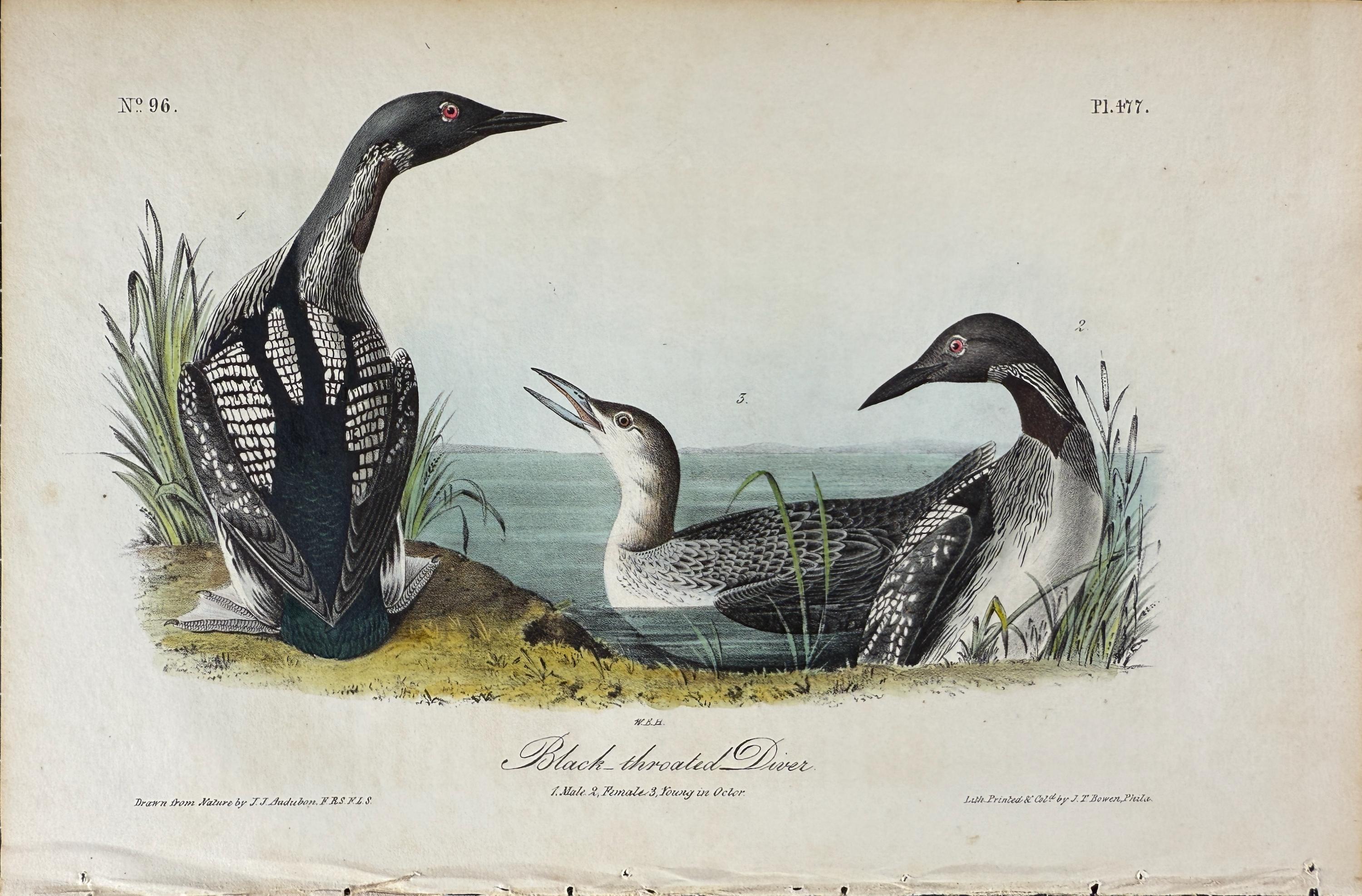 Black-throated Diver: Original 1st Edition Hand-colored Audubon Bird Lithograph