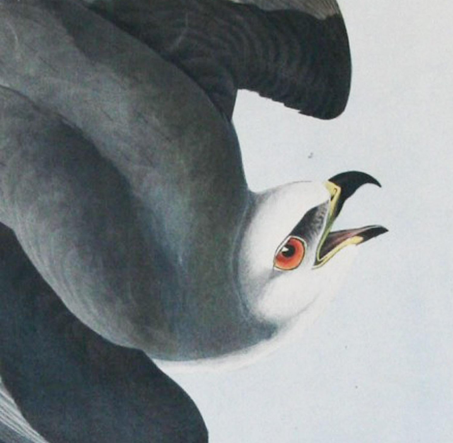Falco dalle ali nere di J.J.  Audubon Bien Edizione 1860 - Print di John James Audubon