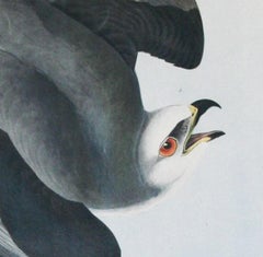 Black-Winged Hawk by J.J.  Audubon Bien Edition 1860