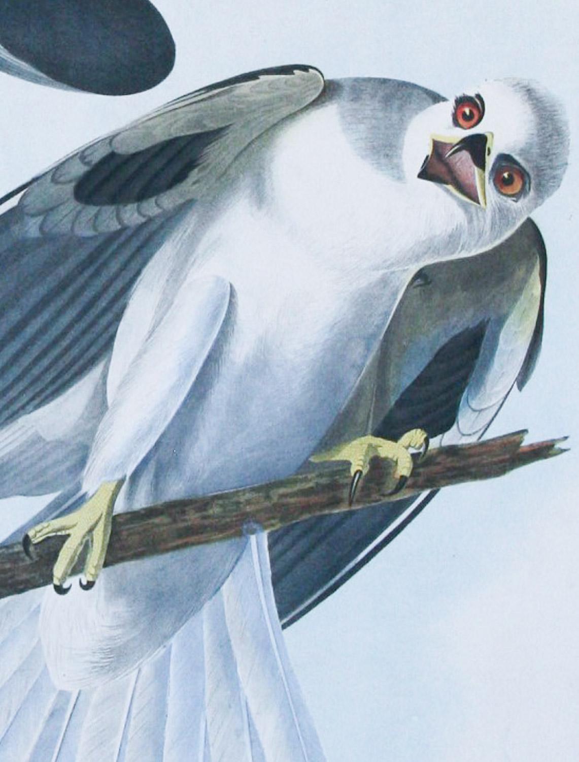 audubon's birds of america 1950 first printing