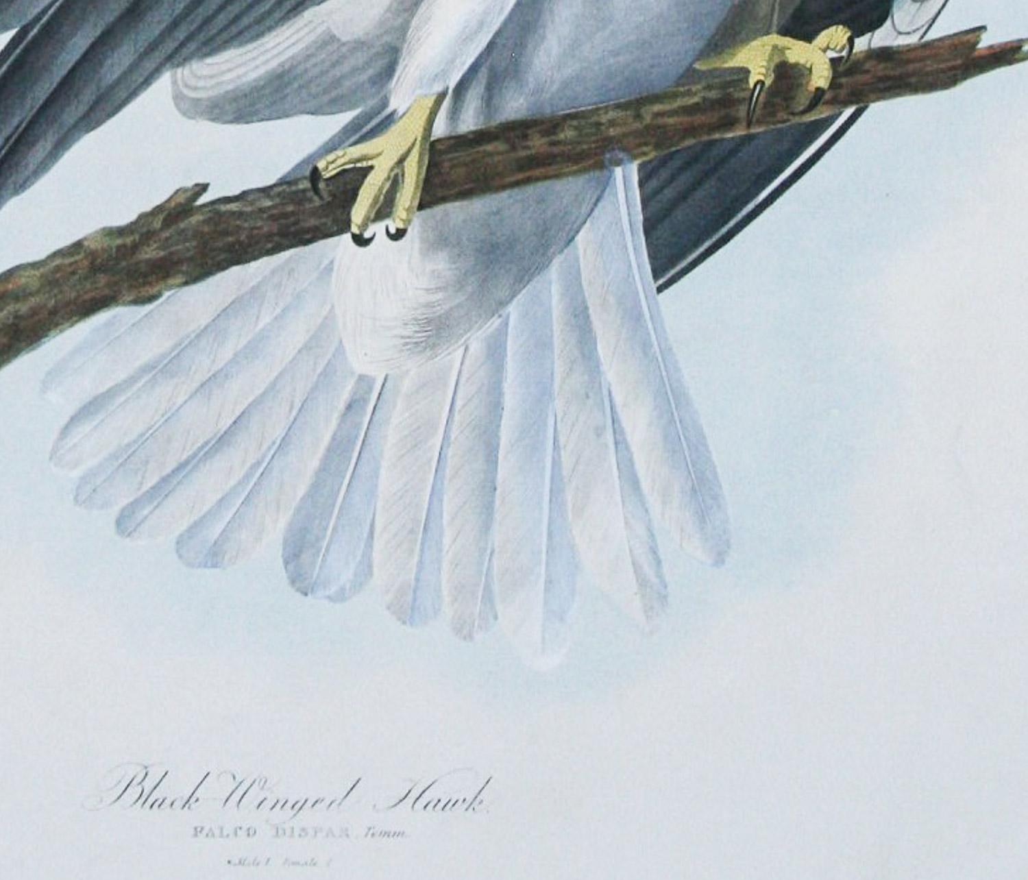 Falco dalle ali nere di J.J.  Audubon Bien Edizione 1860 - Print Grigio di John James Audubon