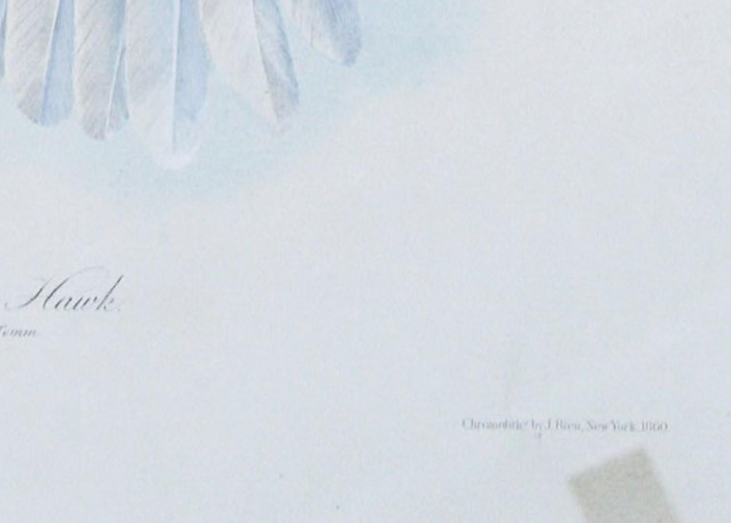 Falco dalle ali nere di J.J.  Audubon Bien Edizione 1860 in vendita 1