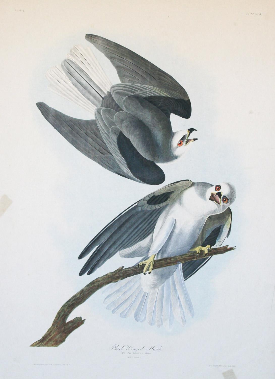 John James Audubon Print - Black-Winged Hawk by J.J.  Audubon Bien Edition 1860
