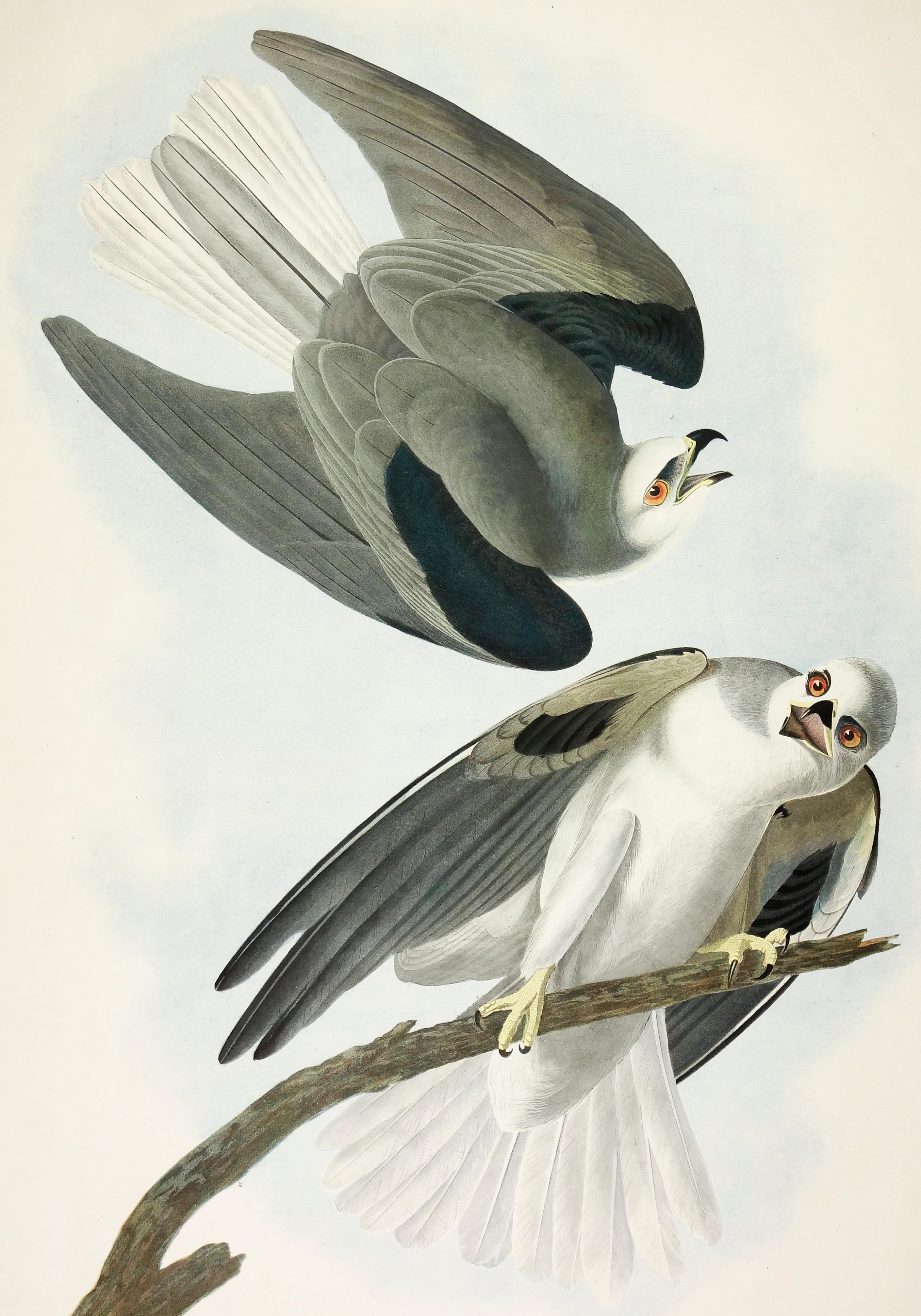 Black-Winged Hawk  - Print by John James Audubon