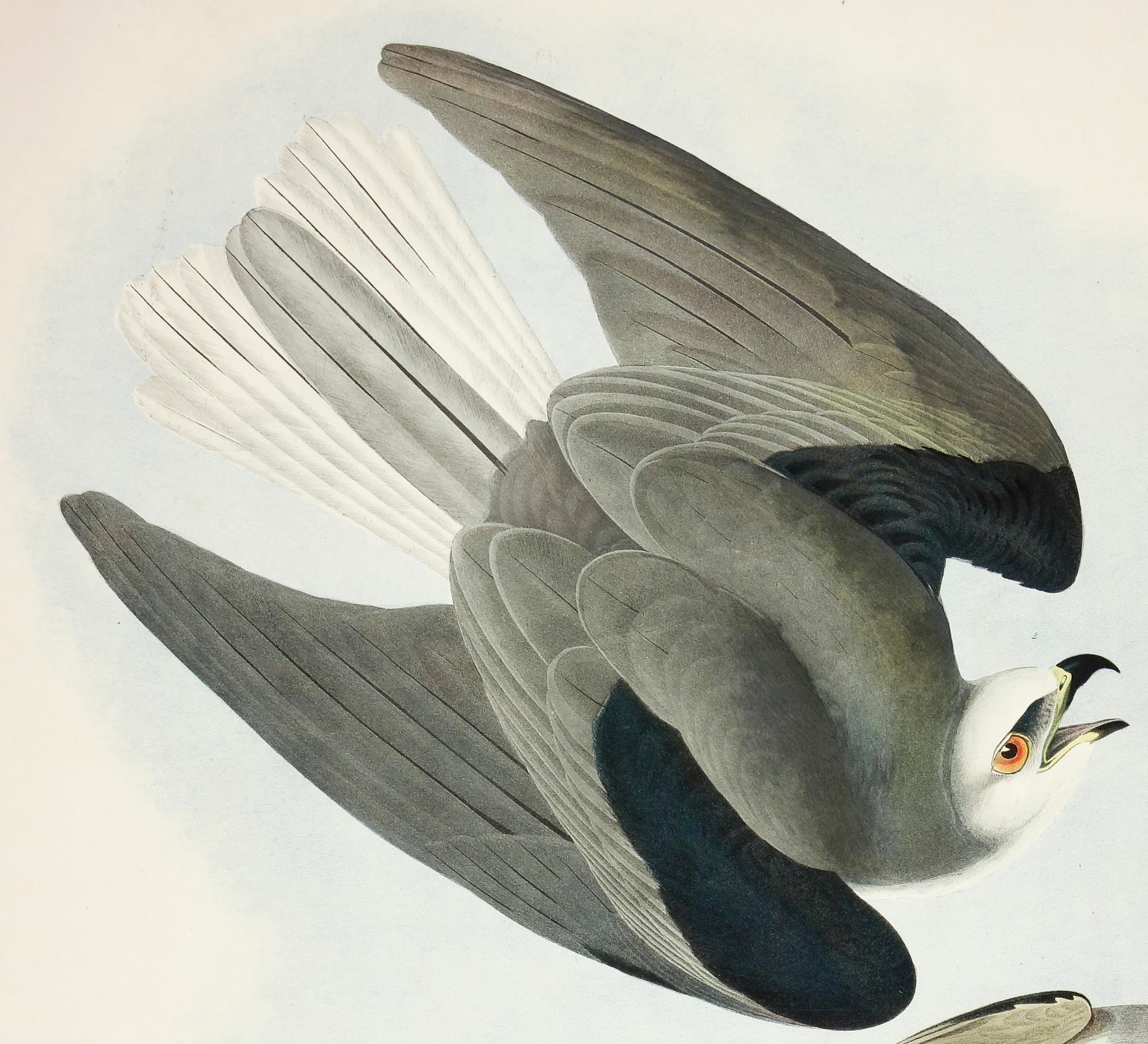 Black-Winged Hawk  - Realist Print by John James Audubon