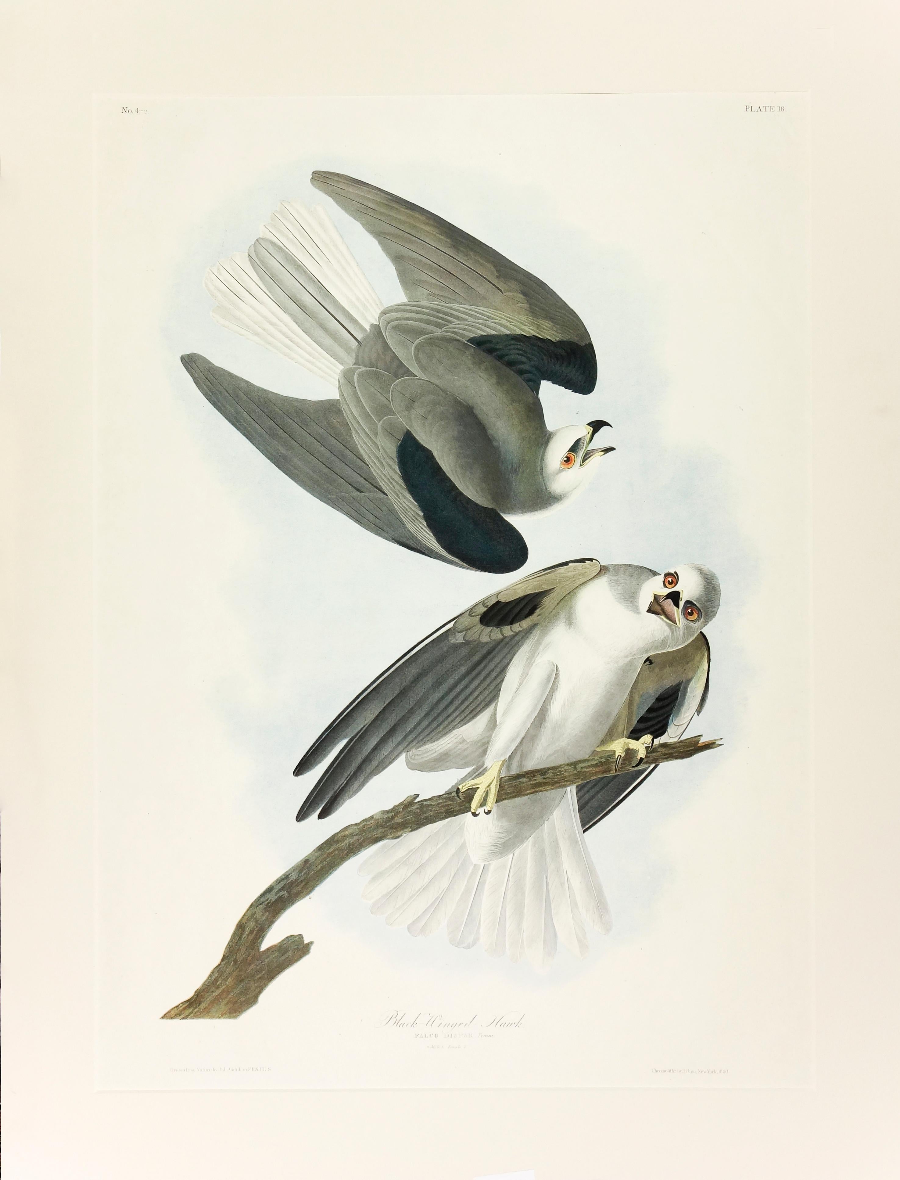 John James Audubon Animal Print - Black-Winged Hawk 