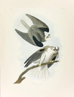 Black-Winged Hawk 