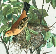 Blue Grosbeak original chromolithograph by J.J. Audubon Bien edition 1860