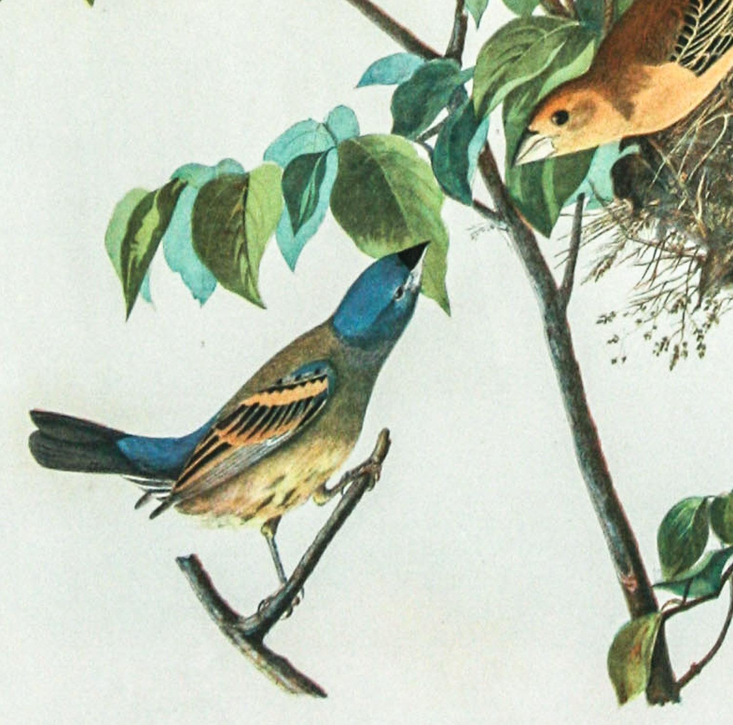 Blue Grosbeak original chromolithograph by J.J. Audubon Bien edition 1860 - Other Art Style Print by John James Audubon