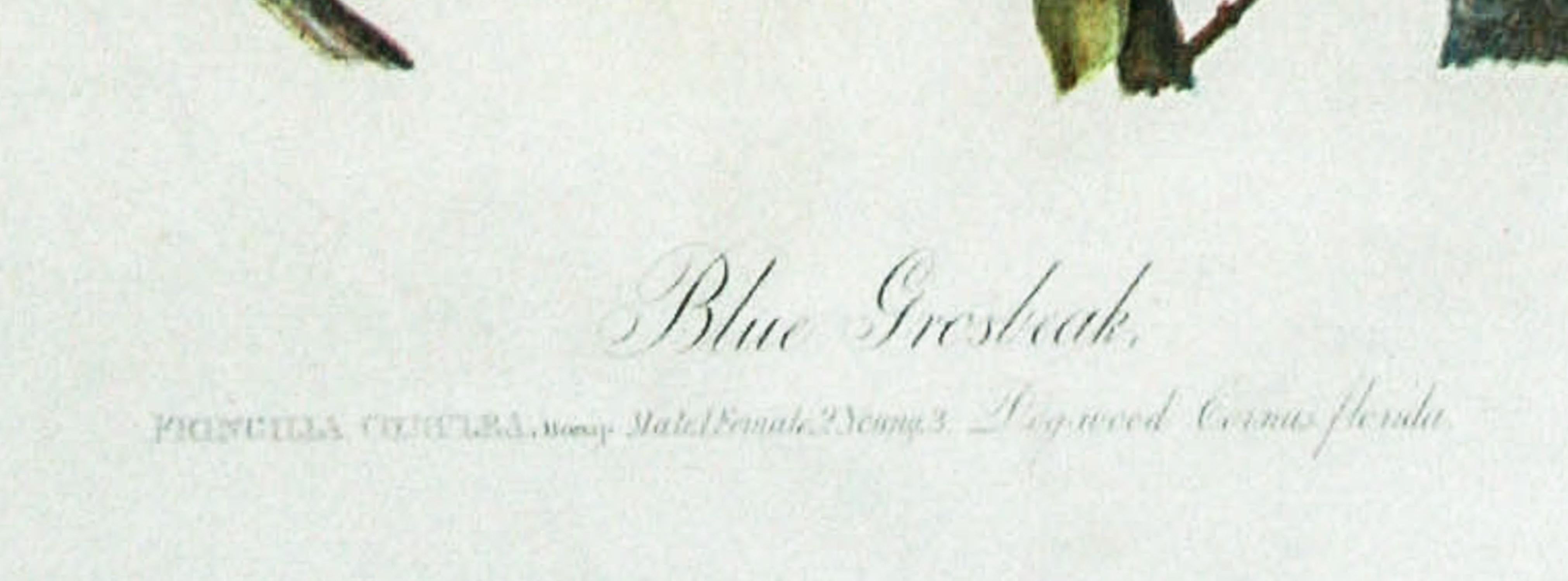 Blue Grosbeak original chromolithograph by J.J. Audubon Bien edition 1860 - Beige Landscape Print by John James Audubon