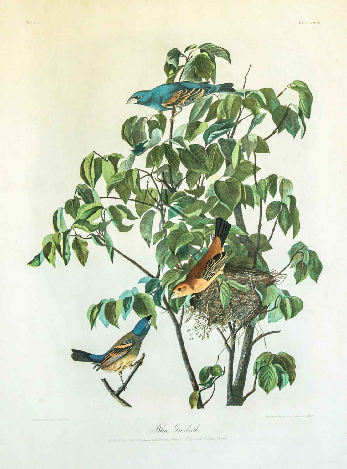 John James Audubon Landscape Print - Blue Grosbeak original chromolithograph by J.J. Audubon Bien edition 1860