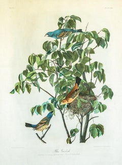 Blue Grosbeak original chromolithograph by J.J. Audubon Bien edition 1860