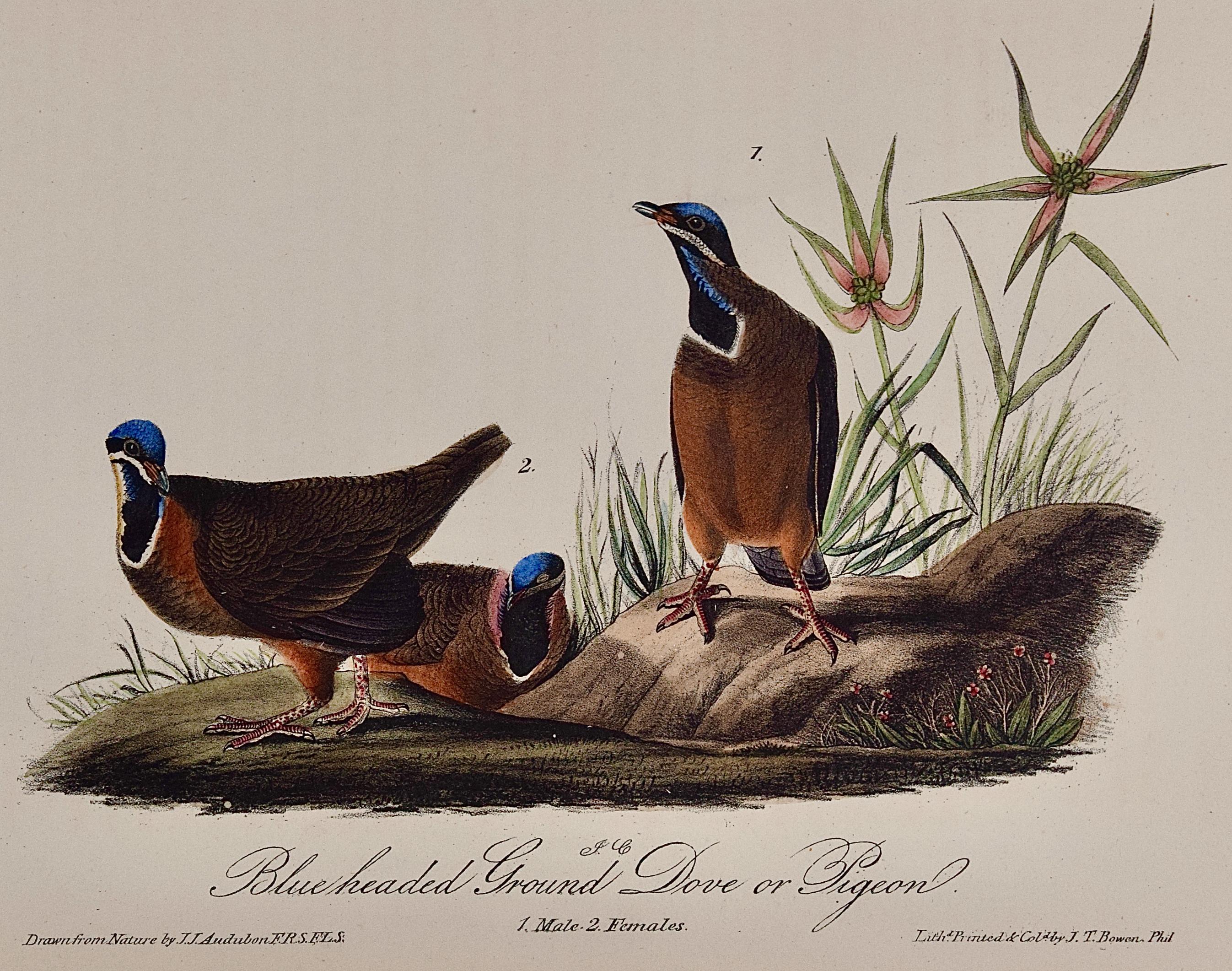 Blue-headed Dove: An Original 1st Ed. Audubon Hand-colored Bird Lithograph  - Print by John James Audubon