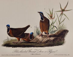 Blue-headed Dove: An Original 1st Ed. Audubon Hand-colored Bird Lithograph