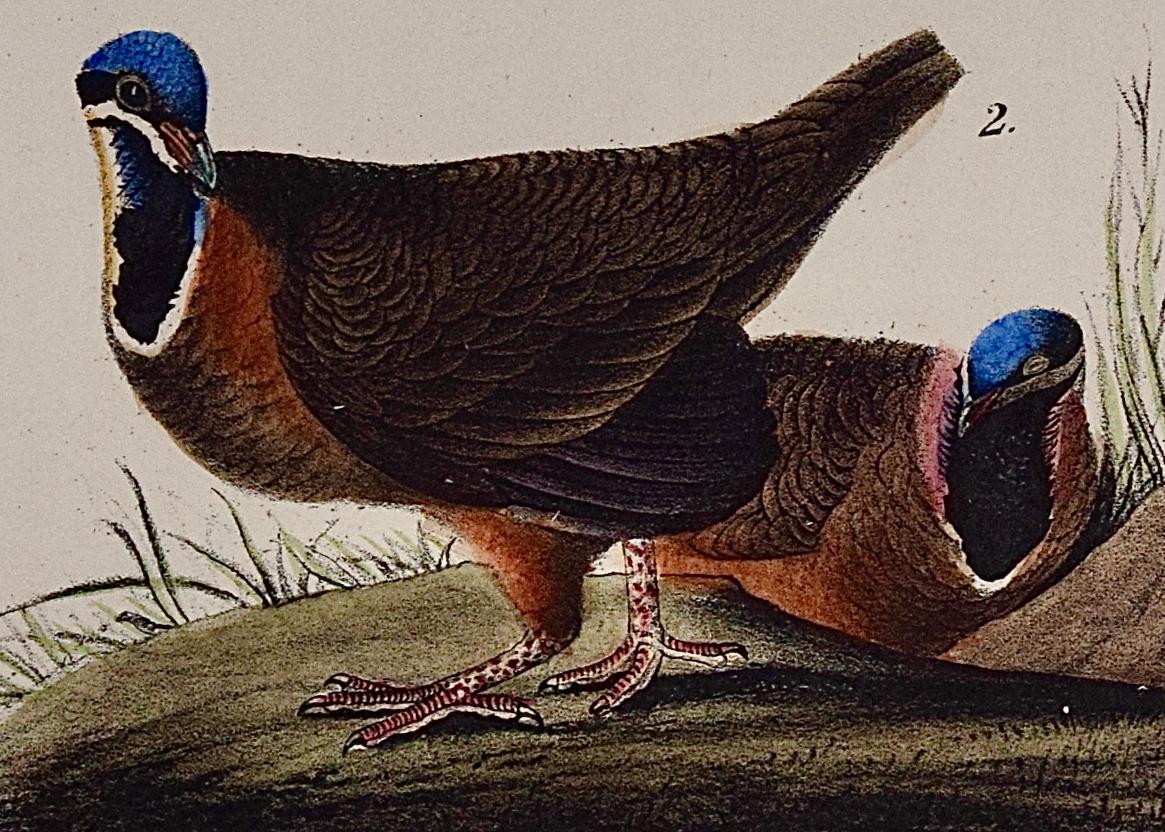 Blauköpfige Taube: Ein Original 1st Ed. Handkolorierte Vogellithographie von Audubon (Beige), Landscape Print, von John James Audubon