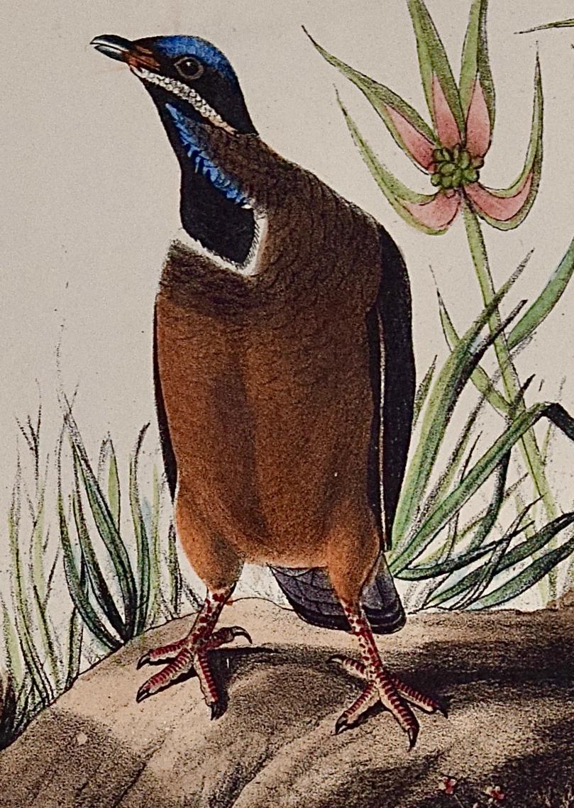 Blue-headed Dove: An Original 1st Ed. Audubon Hand-colored Bird Lithograph  - Naturalistic Print by John James Audubon