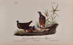 Antique Blue-headed Dove: An Original 1st Ed. Audubon Hand-colored Bird Lithograph 