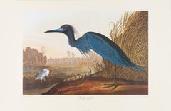 Blue Heron