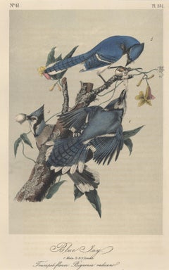 Blue Jay