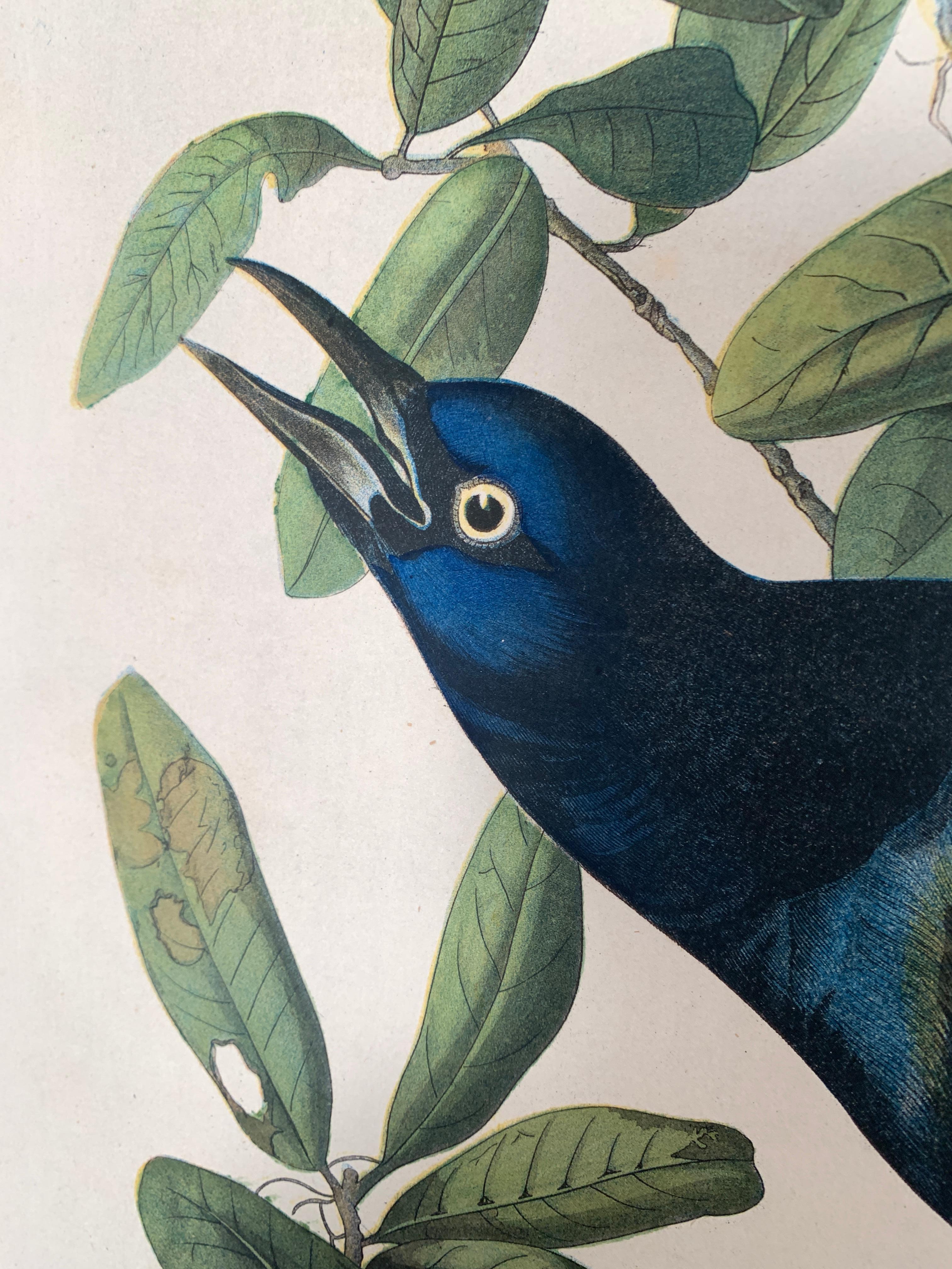 Boat-tailed Grackle, from the Bien edition of Birds of America - Print by John James Audubon