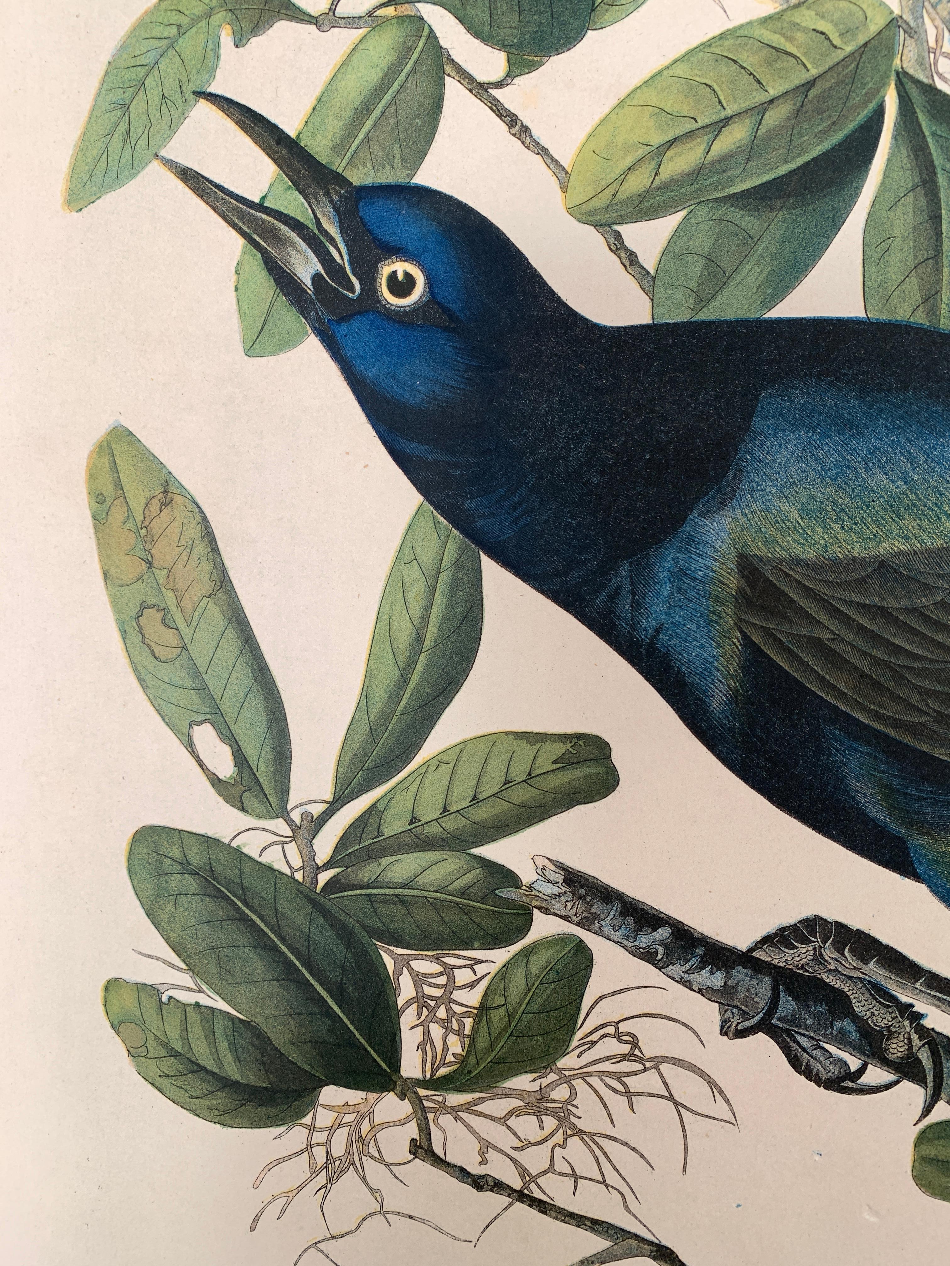 mint grackle