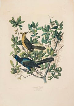 Boat-tailed Grackle, from the Bien edition of Birds of America