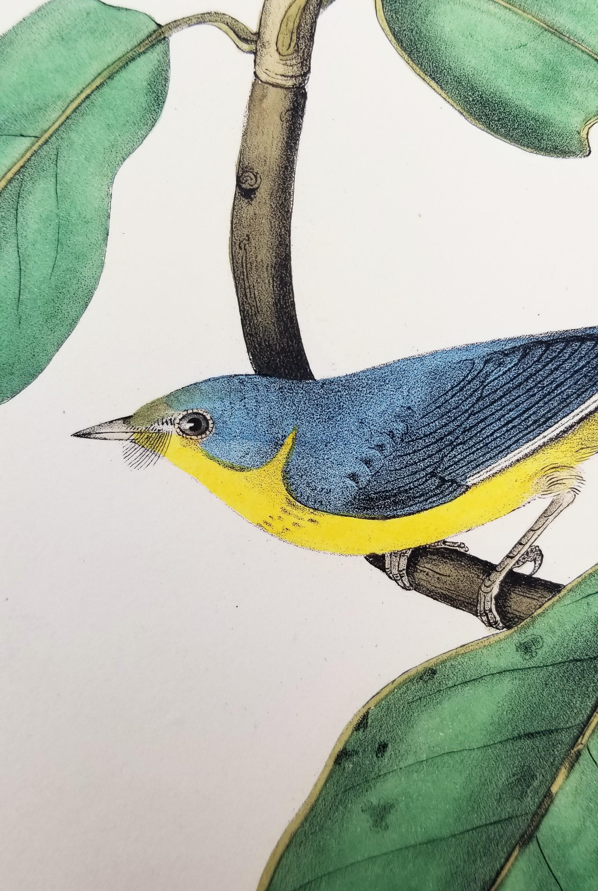 Bonaparte's Flycatching-Warbler (Great Magnolia) /// Ornithologie Vogel Audubon im Angebot 5