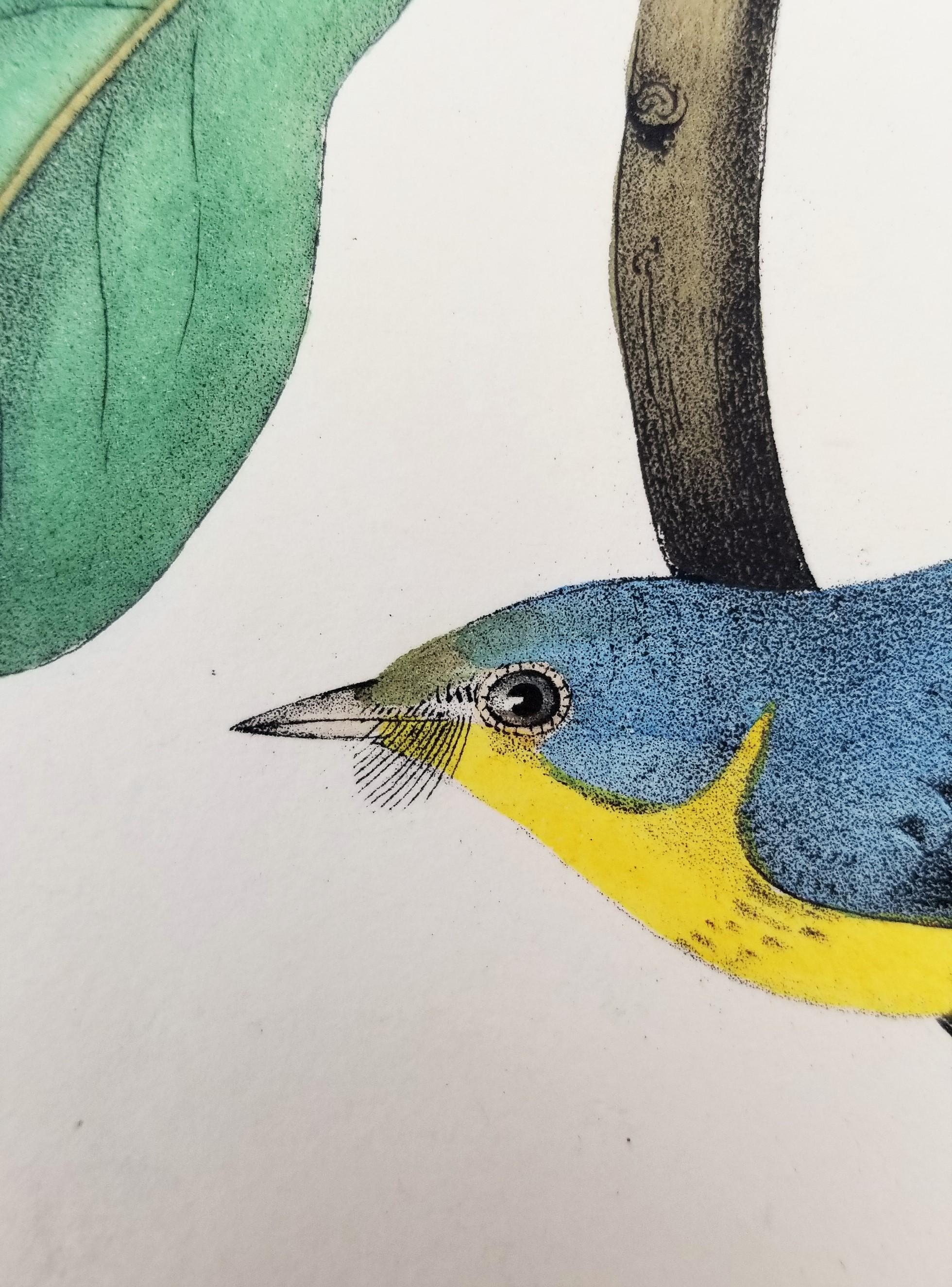 Bonaparte's Flycatching-Warbler (Great Magnolia) /// Ornithologie Vogel Audubon im Angebot 6