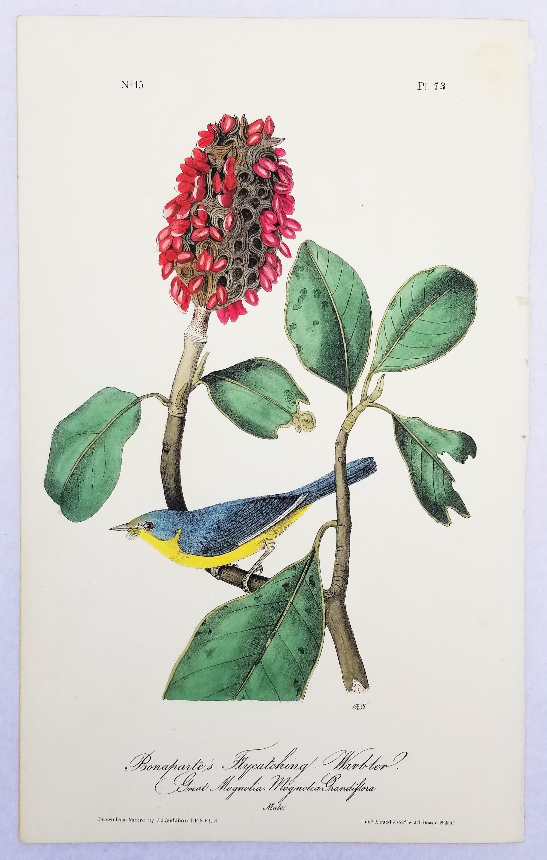 Bonaparte’s Flycatching-Warbler (Great Magnolia) /// Ornithology Bird Audubon - Victorian Print by John James Audubon