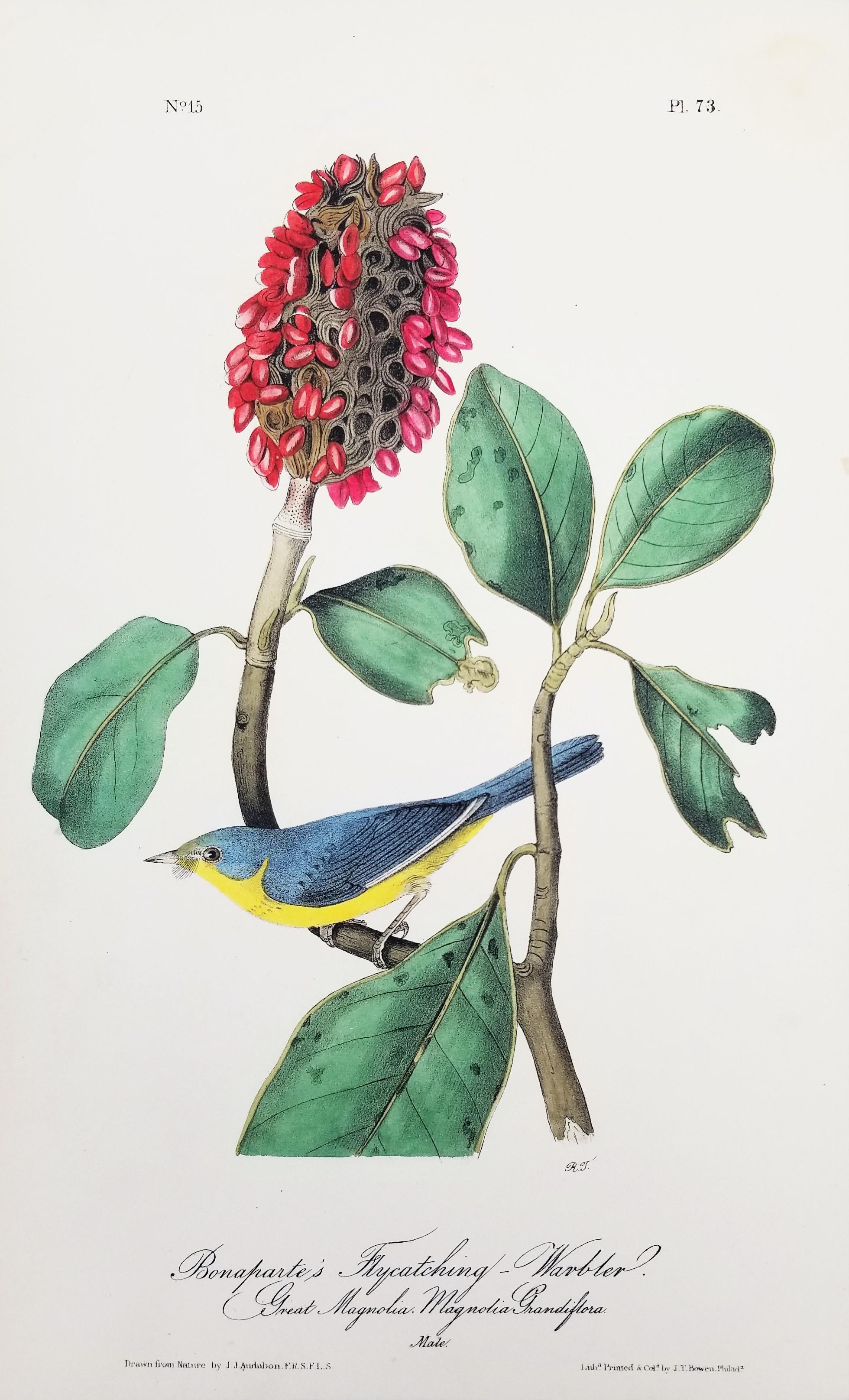 Bonaparte’s Flycatching-Warbler (Great Magnolia) /// Ornithology Bird Audubon - Print by John James Audubon