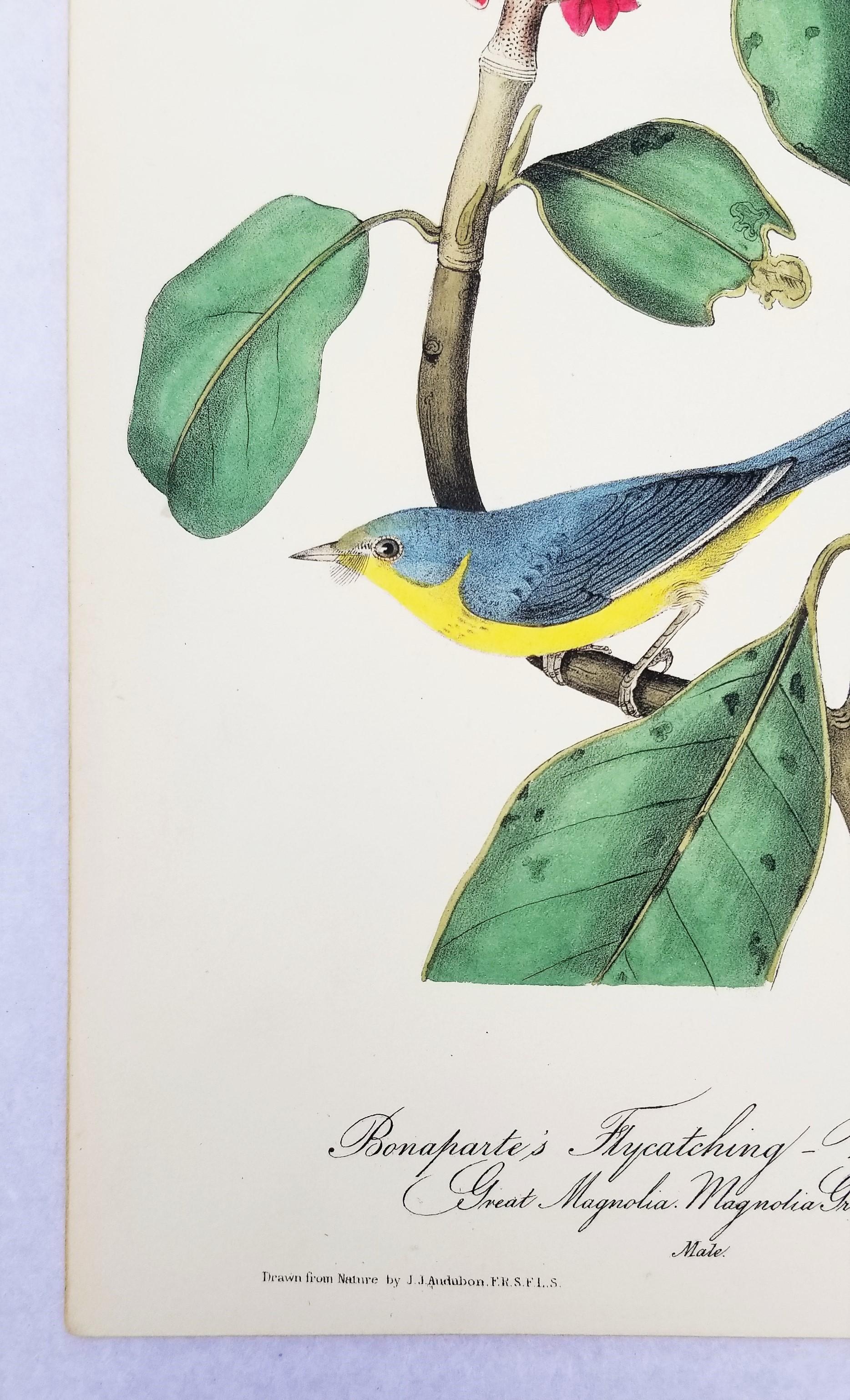 Bonaparte's Flycatching-Warbler (Great Magnolia) /// Ornithologie Vogel Audubon (Grau), Animal Print, von John James Audubon